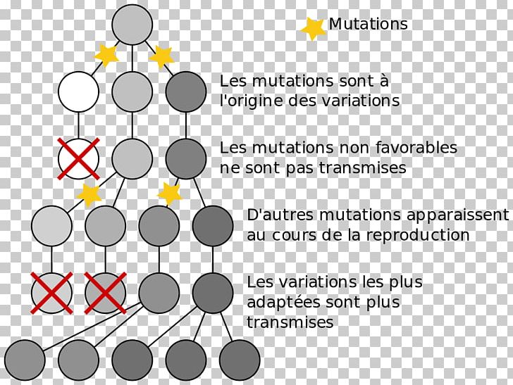 Natural Selection Bacteria Mutation–selection Balance Evolution PNG, Clipart, Algorithm, Angle, Area, Bacteria, Biology Free PNG Download