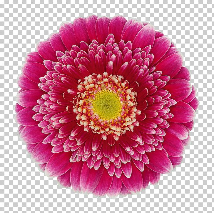 Transvaal Daisy Vasto Florist Holland B.V. Cut Flowers Vase Life PNG, Clipart, Annual Plant, Aster, Chrysanthemum, Chrysanths, Cut Flowers Free PNG Download