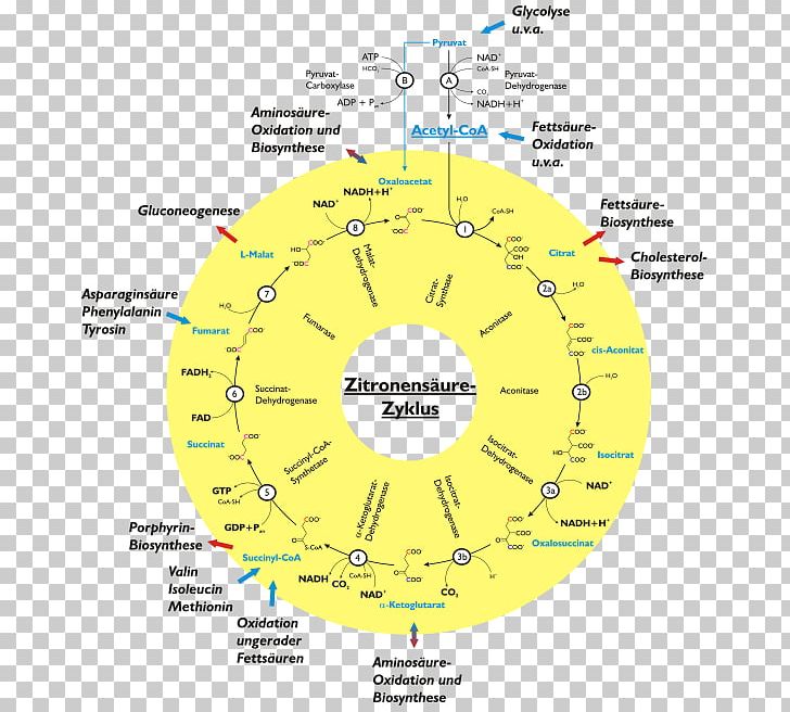 Citric Acid Cycle Tricarboxylic Acid Cellular Respiration Biochemistry PNG, Clipart, Acetylcoa, Acid, Aerobic Organism, Angle, Area Free PNG Download