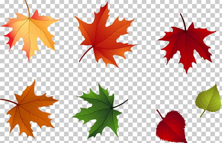 Maple Leaf Autumn Leaflet PNG, Clipart, Abscission, Autumn, Autumn Leaf ...