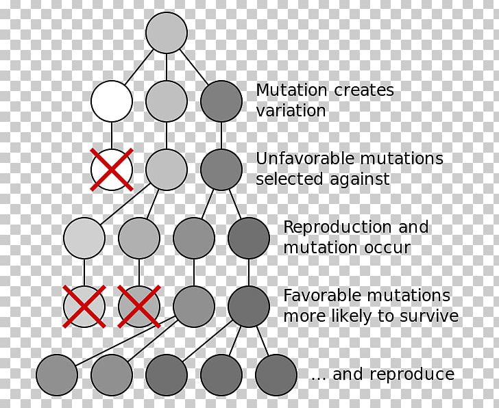 Natural Selection Evolutionary Biology Evolutionary Biology Genetic Variation PNG, Clipart, Angle, Area, Biology, Black And White, Brand Free PNG Download
