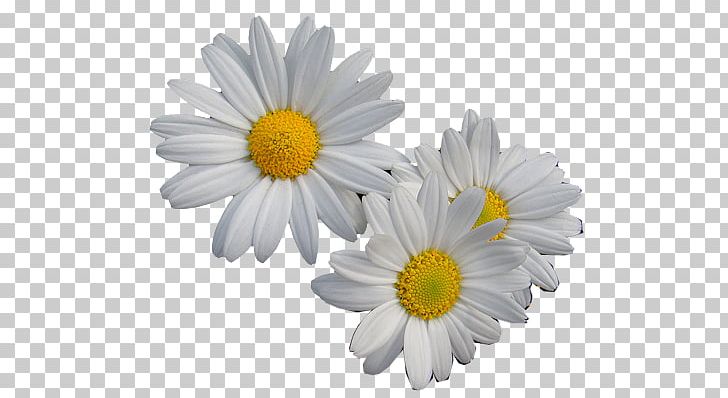 Oxeye Daisy Flower Margarida Transvaal Daisy PNG, Clipart, Aster, Chamaemelum Nobile, Chrysanthemum, Chrysanths, Cut Flowers Free PNG Download