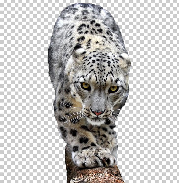 Snow Leopard Lion Cheetah Tiger PNG, Clipart, Animal, Animals, Big Cats, Bridge, Carnivoran Free PNG Download
