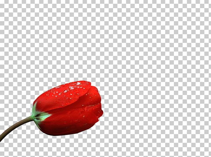 Chili Pepper Bell Pepper Flower Petal PNG, Clipart, Bell Pepper, Bell Peppers And Chili Peppers, Capsicum Annuum, Chili Pepper, Closeup Free PNG Download