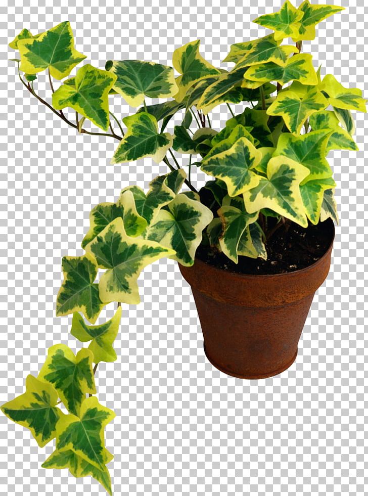 Common Ivy Houseplant Common Fig Devil's Ivy PNG, Clipart, Common Fig, Common Ivy, Houseplant, Plant Free PNG Download