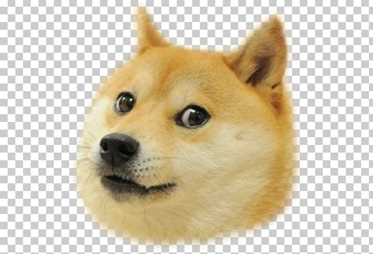 Doge Weather Shiba Inu Doge Click Doge Snake Png Clipart Carnivoran Companion Dog Desktop Wallpaper Dog - grumpy cats vs meme doge roblox