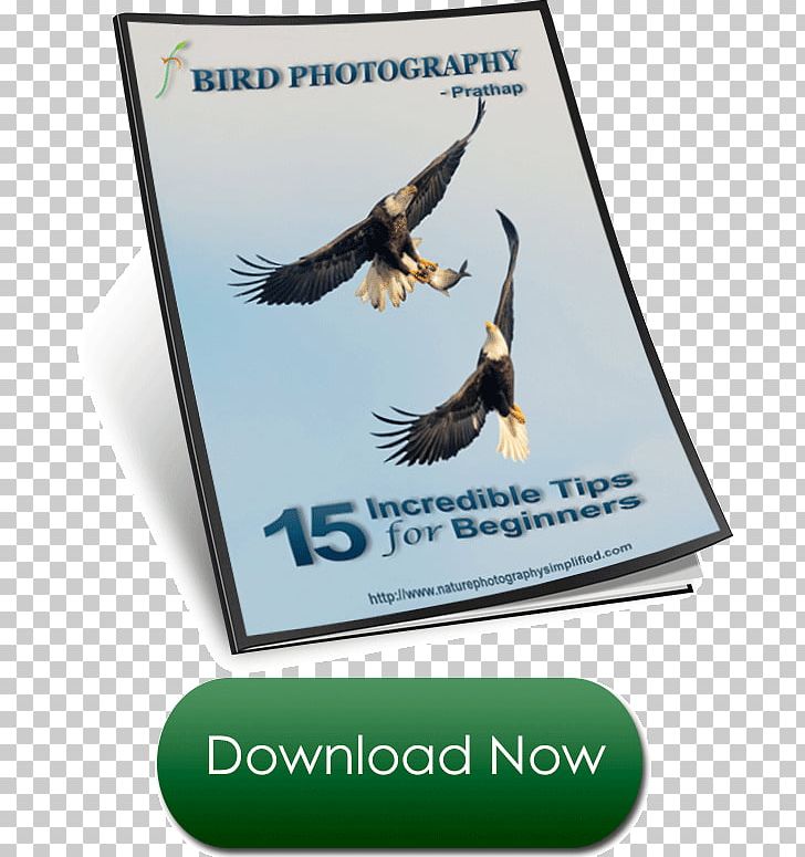 Fauna Advertising Brand Text Messaging PNG, Clipart, Advertising, Beak, Bird, Bird Of Prey, Brand Free PNG Download