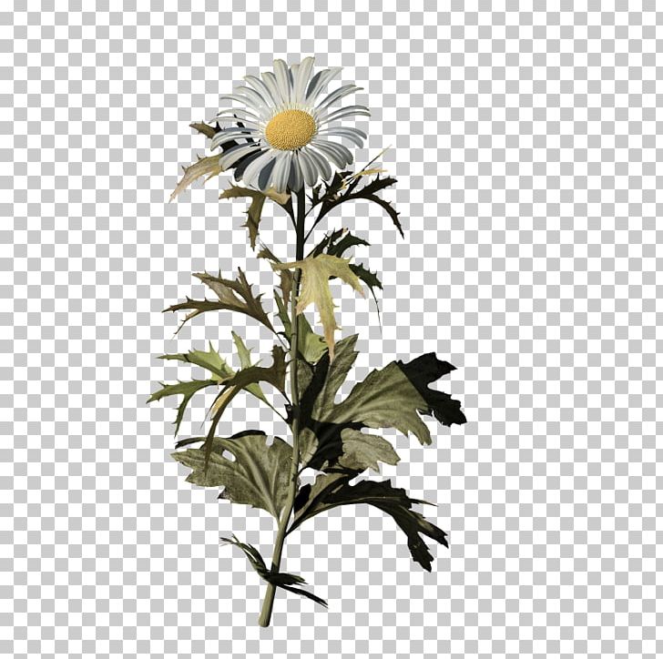 Oxeye Daisy Common Daisy Daisy Family Chrysanthemum Flower PNG, Clipart, Chamomile, Chrysanthemum, Chrysanths, Common Daisy, Common Sunflower Free PNG Download