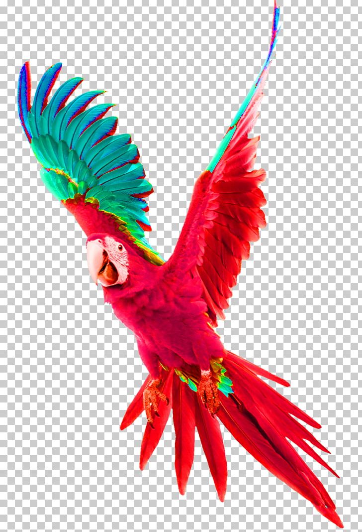 Parrot Bird Budgerigar Tyburn Gallows PNG, Clipart, Animals, Beak, Birdcage, Cage, Common Pet Parakeet Free PNG Download