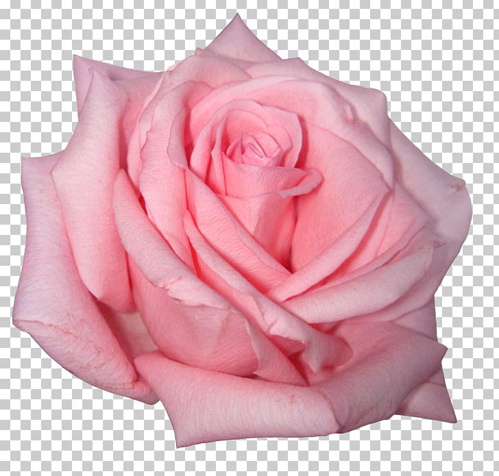 Rose Flower Pink PNG, Clipart, Cut Flowers, Desktop Wallpaper, Floribunda, Flower, Flowering Plant Free PNG Download