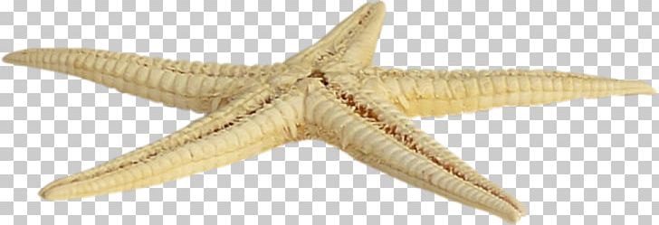 Starfish Sea Icon PNG, Clipart, Adornment, Animal Figure, Animals, Aquatic, Beautiful Starfish Free PNG Download