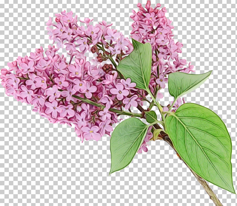 Flower Lilac Plant Lilac Tree PNG, Clipart, Buddleia, Cut Flowers, Flower, Lilac, Paint Free PNG Download
