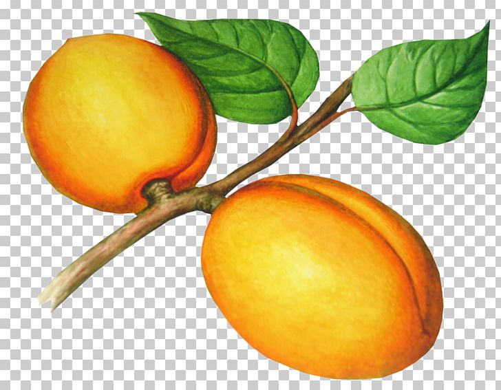 Apricot File Formats PNG, Clipart, Apricot, Bitter Orange, Bok Choy, Chives, Choy Free PNG Download