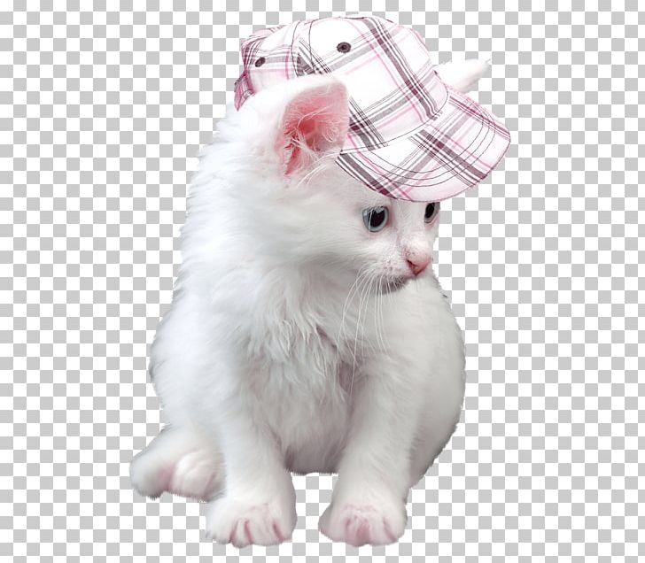 Balinese Cat Kitten Japanese Bobtail Desktop PNG, Clipart, Animal, Animals, Animation, Balinese Cat, Carnivoran Free PNG Download