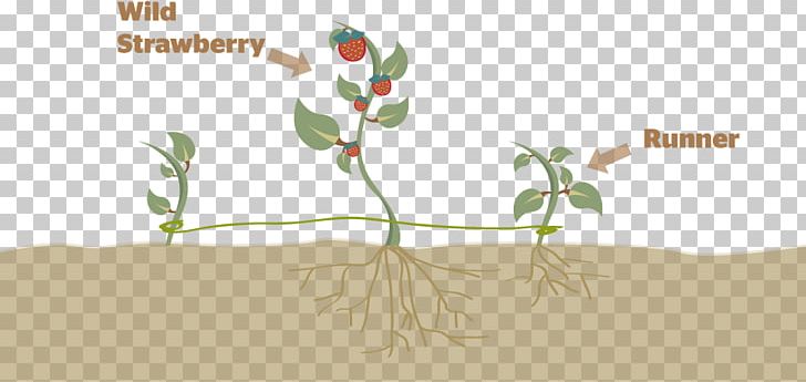 Plant Reproduction Asexual Reproduction Flower PNG, Clipart, Art, Asexual Reproduction, Biology, Bird, Border Free PNG Download