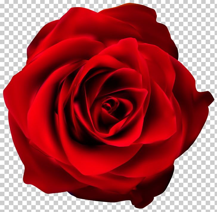 Rose Red PNG, Clipart, Clipart, Clip Art, Cut Flowers, Drawing, Floribunda Free PNG Download