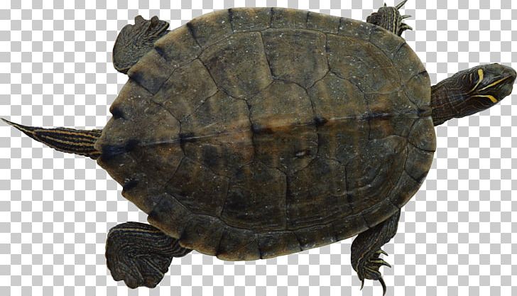 Turtle PNG, Clipart, Turtle Free PNG Download