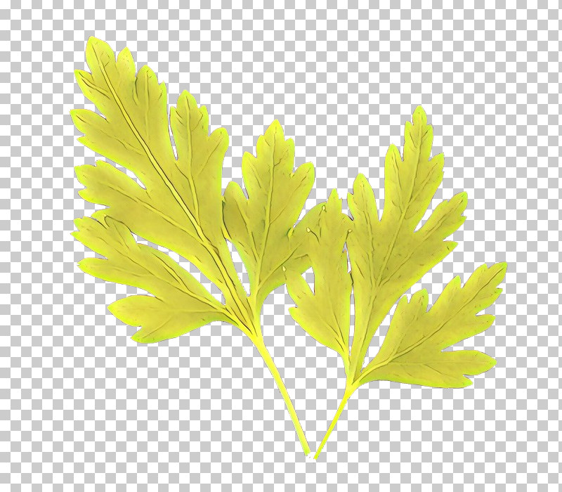 Parsley PNG, Clipart, Flower, Green, Leaf, Parsley, Plane Free PNG Download