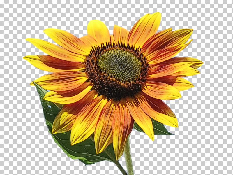 Sunflower PNG, Clipart, Annual Plant, Asterales, Cuisine, Daisy Family, Flower Free PNG Download