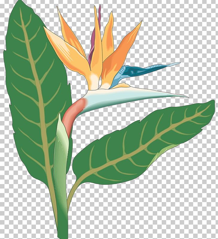 Bird-of-paradise Bird Of Paradise Flower PNG, Clipart, Art, Bird, Birdofparadise, Bird Of Paradise Flower, Bird Of Prey Free PNG Download