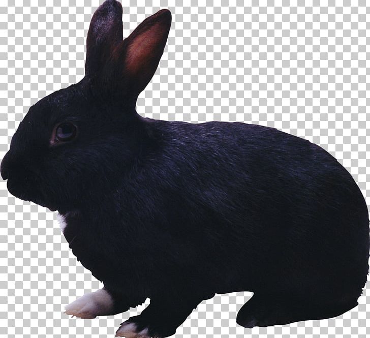 Black Rabbit Barbershop The Black Rabbit PNG, Clipart, Animal, Animals, Black Rabbit, Computer Icons, Cottontail Rabbit Free PNG Download