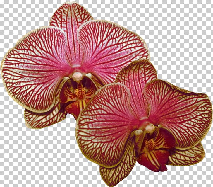 Moth Orchids Lilac PNG, Clipart, Desktop Wallpaper, Flower, Flowering Plant, Lilac, Magenta Free PNG Download