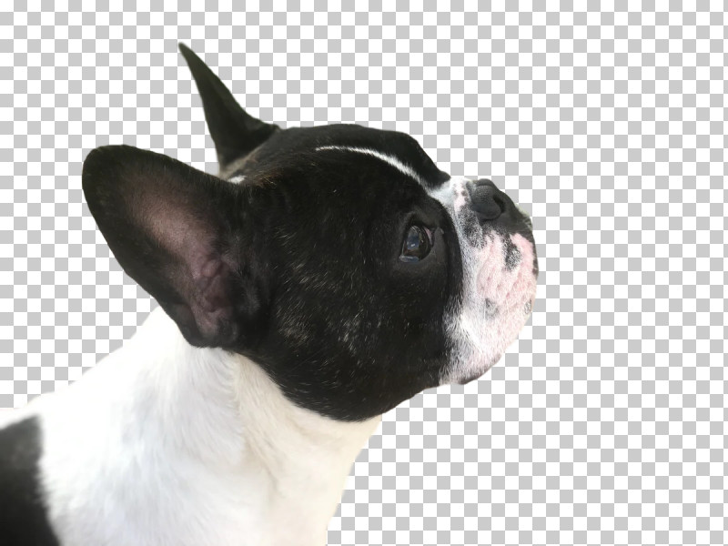 French Bulldog PNG, Clipart, Boston Terrier, Breed, Bulldog, Collar, Dog Free PNG Download