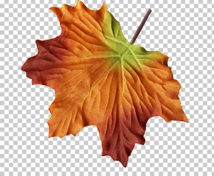 Maple Leaf Drawing Painting Petal PNG, Clipart, Art, Bureau Of Internal Revenue, Color, Drawing, Flower Free PNG Download