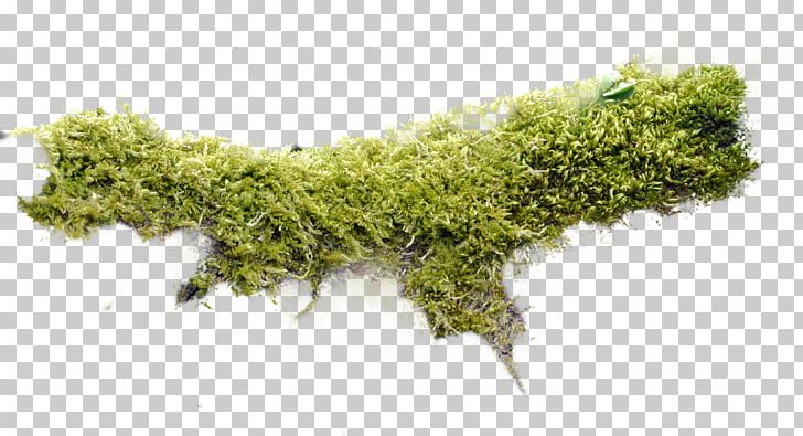 Moss Non-vascular Plant Bash PNG, Clipart, Art, Bash, Blog, Digital Media, Embryophyta Free PNG Download