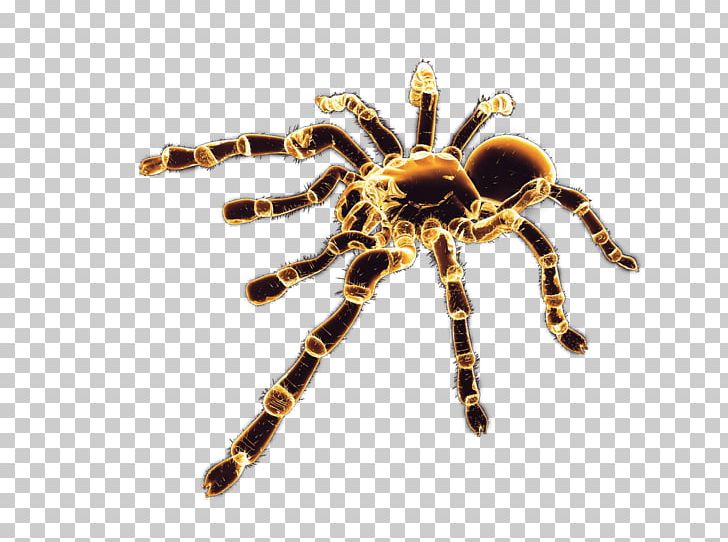 Spider PNG, Clipart, Animal, Arachnid, Archive File, Arthropod, Cartoon Spider Web Free PNG Download