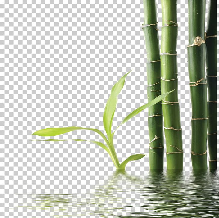 Bamboo Green PNG, Clipart, Bamboe, Bamboo Border, Bamboo Frame, Bamboo House, Bamboo Leaf Free PNG Download