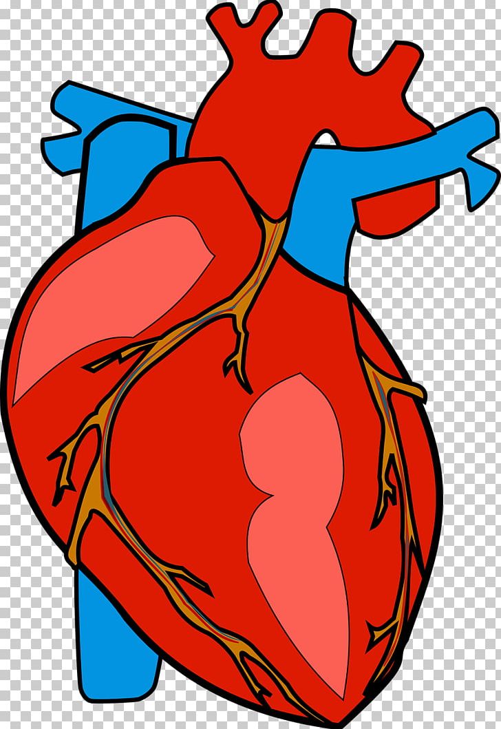 Heart Anatomy PNG, Clipart, Anatomy, Area, Art, Artwork, Drawing Free PNG Download