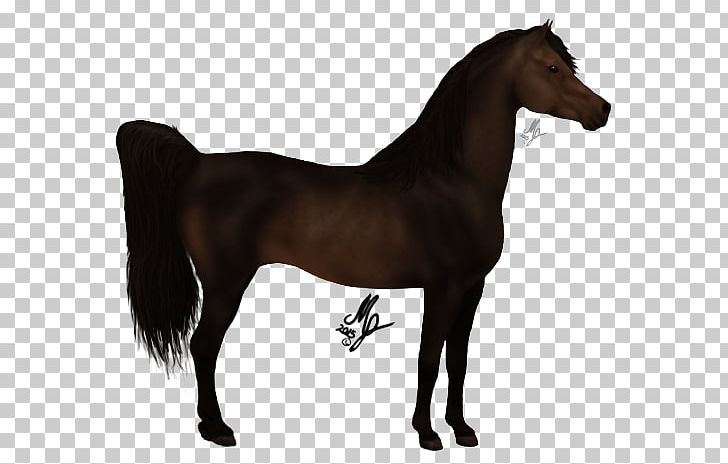 Mustang Stallion Foal Mare Pony PNG, Clipart,  Free PNG Download