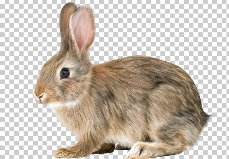 Portable Network Graphics Rabbit Transparency Hare PNG, Clipart,  Free PNG Download