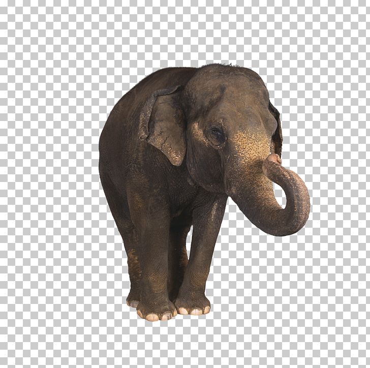 Amer Fort Jim Corbett National Park Indian Elephant Mahout PNG, Clipart, Animal, Asian Elephant, Baby Elephant, Dust Bathing, Elephant Free PNG Download