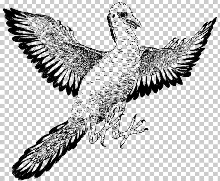 Archaeopteryx Bird Duck Dinosaur PNG, Clipart, Animals, Archaeopteryx, Art, Beak, Bird Free PNG Download