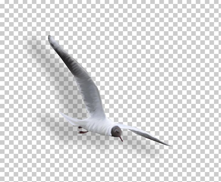 Large White-headed Gulls PNG, Clipart, 13 May, Beak, Bird, Charadriiformes, Clip Art Free PNG Download