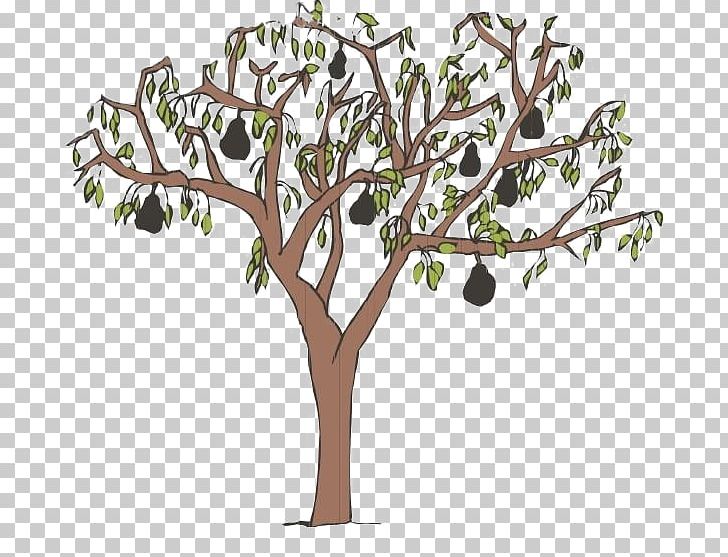 Asian Pear Tree PNG, Clipart, Adobe Illustrator, Asian Pear, Branch, Download, Encapsulated Postscript Free PNG Download