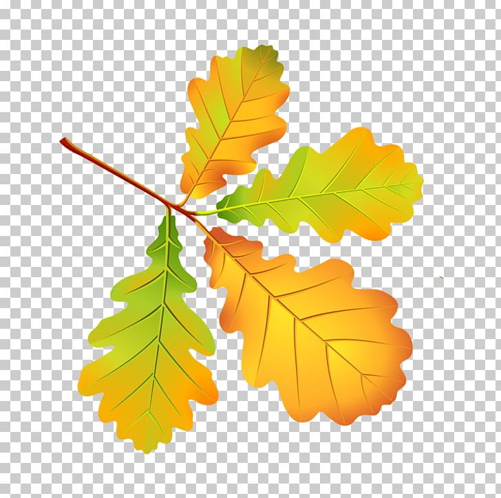 Autumn Leaf Color Autumn Leaves PNG, Clipart, Autumn, Autumn Leaf Color, Autumn Leaves, Branch, Cdr Free PNG Download
