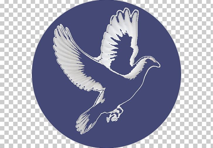 Eagle Peace Mawlid Beak Feather PNG, Clipart, Animals, Beak, Bird, Bird Of Prey, Eagle Free PNG Download