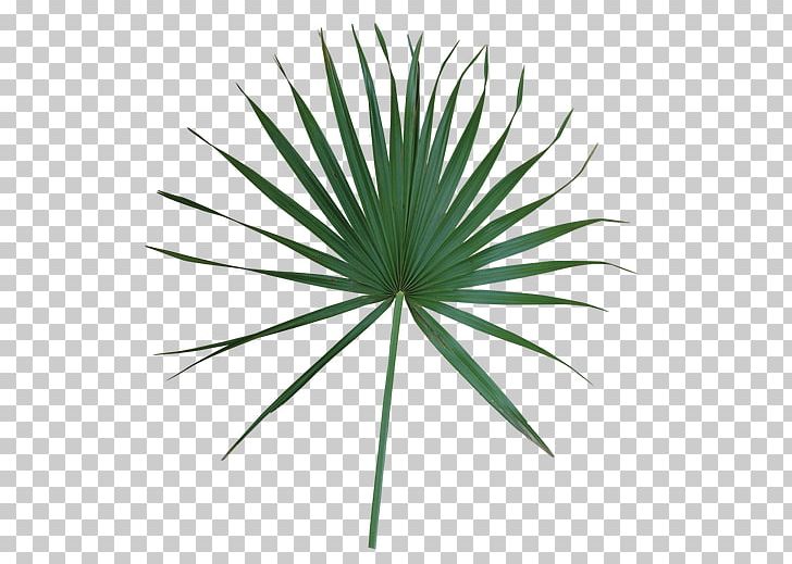 Leaf Arecaceae Plant Stem Livistona Palm Branch PNG, Clipart, Agave, Arecaceae, Arecales, Frond, Grass Free PNG Download