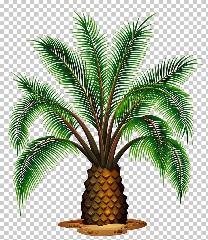 Washingtonia Filifera Arecaceae Stock Photography Illustration PNG, Clipart, Arecaceae, Arecales, Attalea Speciosa, Coconut, Date Palm Free PNG Download