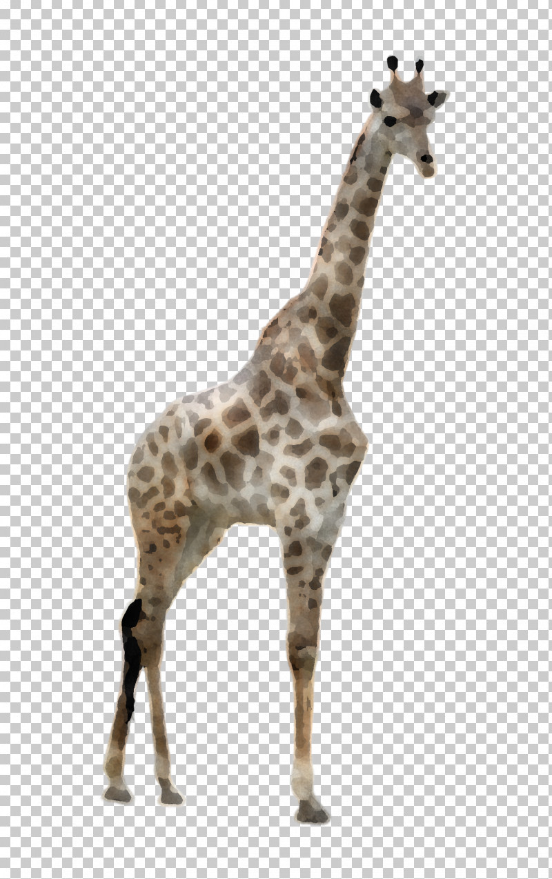 Giraffe Giraffidae Wildlife Animal Figure Snout PNG, Clipart, Animal Figure, Fawn, Giraffe, Giraffidae, Neck Free PNG Download