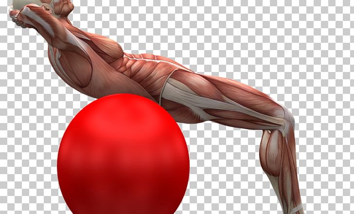 Hand Muscle Human Back Exercise Balls PNG, Clipart, Abdomen, Arm, Back, Back Pain, Balance Free PNG Download