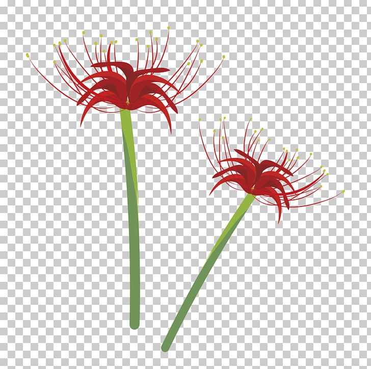 Illustrator Illustration Red Spider Lily Design Transvaal Daisy PNG, Clipart, Daisy Family, Flora, Flower, Flowering Plant, Gerbera Free PNG Download