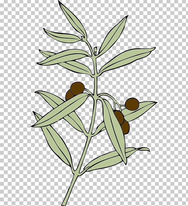 Olive Branch PNG, Clipart, Artwork, Branch, Doves As Symbols, Drawing, Flora Free PNG Download