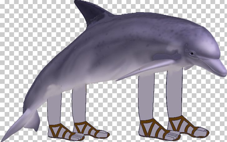Common Bottlenose Dolphin Short-beaked Common Dolphin Tucuxi Rough-toothed Dolphin Wholphin PNG, Clipart, Animal, Animals, Bottlenose Dolphin, Cetacea, Fauna Free PNG Download