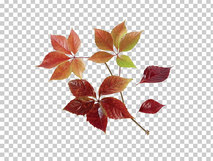 Wild Boar Petal Train Leaf Autumn PNG, Clipart, Aiguesmortes, Autumn, Branch, Branching, Flower Free PNG Download