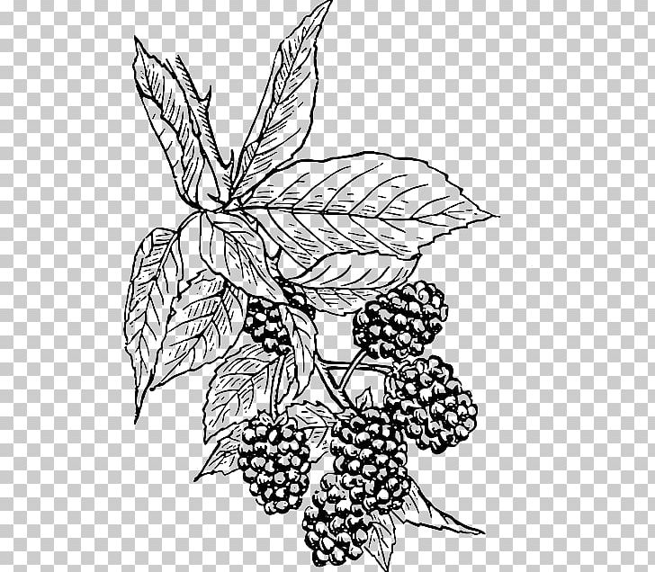 BlackBerry Curve Drawing PNG, Clipart, Artwork, Black And White, Blackberry, Blackberry Curve, Botanical Illustration Free PNG Download