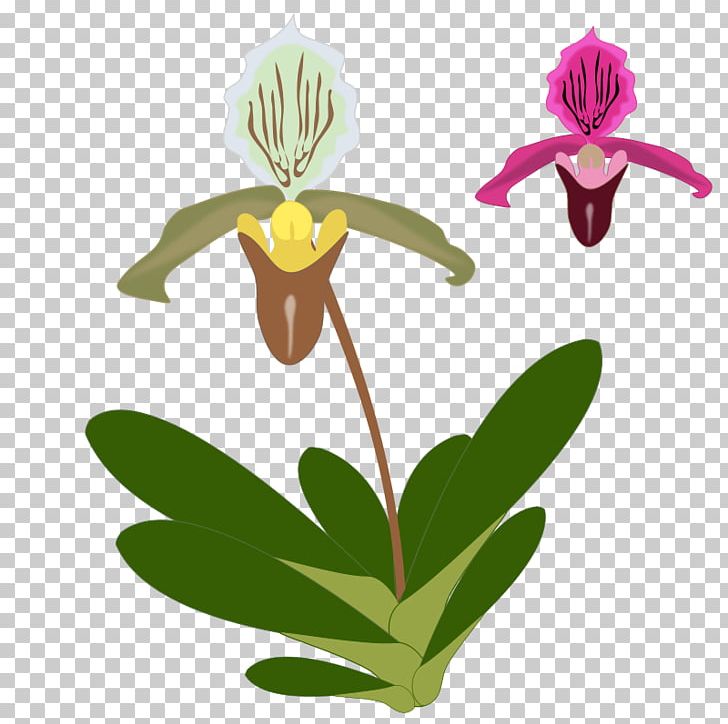 T-shirt Orchids Paphiopedilum PNG, Clipart, Cattleya Orchids, Flora, Floral Design, Floristry, Flower Free PNG Download